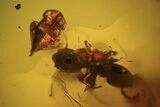 Fossil Cicada Larva, Ant & Flies In Amber #120662-4